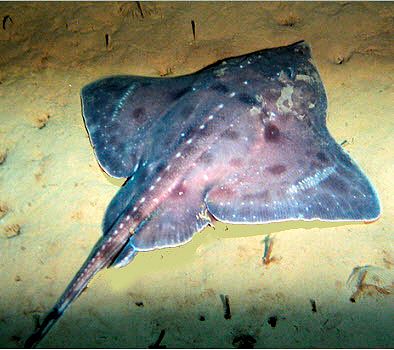 Amblyraja hyperborea_022888.jpg